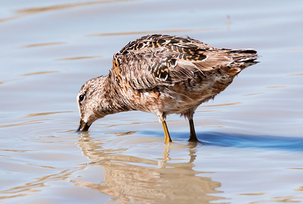 Long-billed Dowitcher Limnodromus scolopaceus 