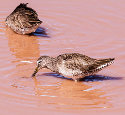 Long-billed Dowitcher Limnodromus scolopaceus 