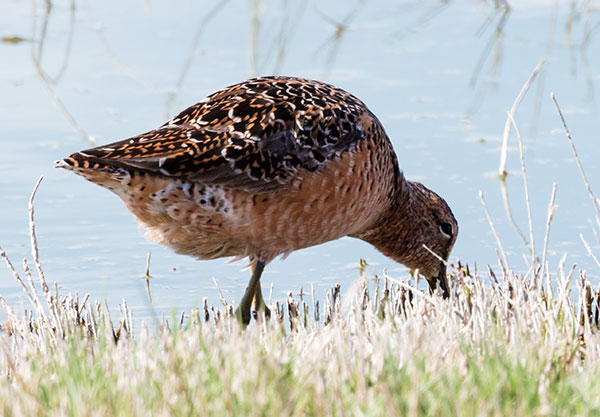 Long-billed Dowitcher Limnodromus scolopaceus 