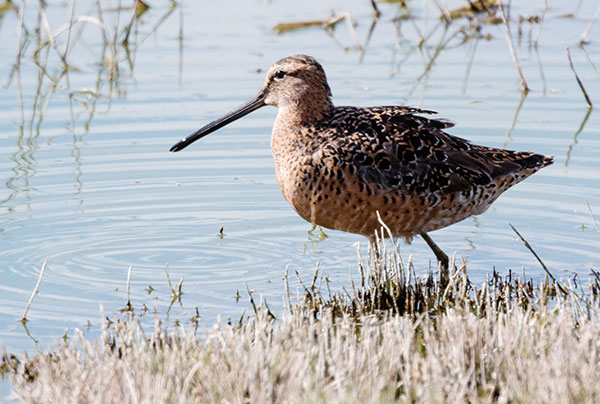 Long-billed Dowitcher Limnodromus scolopaceus 