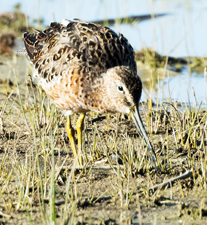 Long-billed Dowitcher Limnodromus scolopaceus 