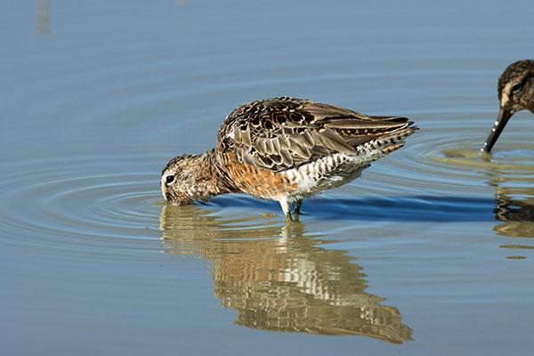 Long-billed Dowitcher Limnodromus scolopaceus 