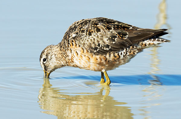 Long-billed Dowitcher Limnodromus scolopaceus 