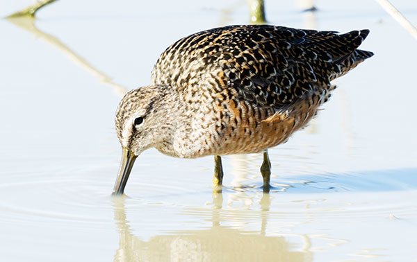 Long-billed Dowitcher Limnodromus scolopaceus 