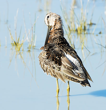 Long-billed Dowitcher Limnodromus scolopaceus 