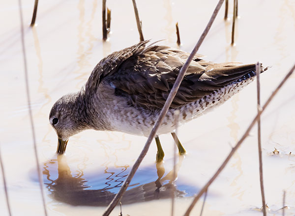 Long-billed Dowitcher Limnodromus scolopaceus 