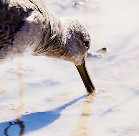 Long-billed Dowitcher Limnodromus scolopaceus 