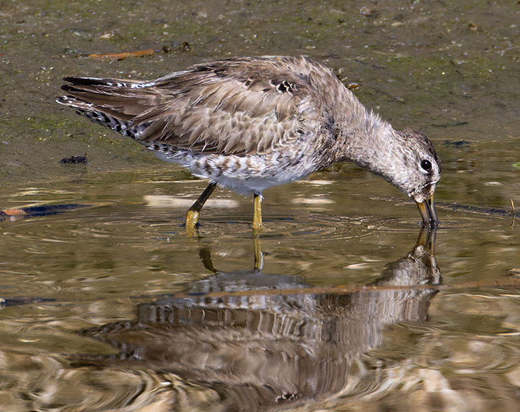 Long-billed Dowitcher Limnodromus scolopaceus 