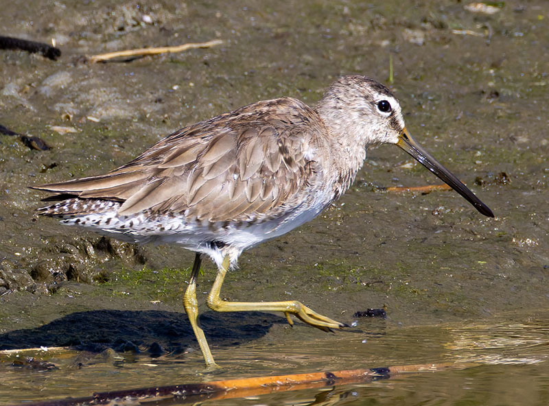 Long-billed Dowitcher Limnodromus scolopaceus 