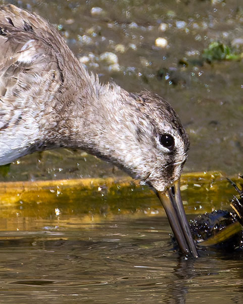 Long-billed Dowitcher Limnodromus scolopaceus 