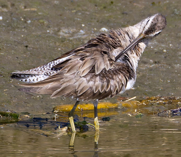 Long-billed Dowitcher Limnodromus scolopaceus 