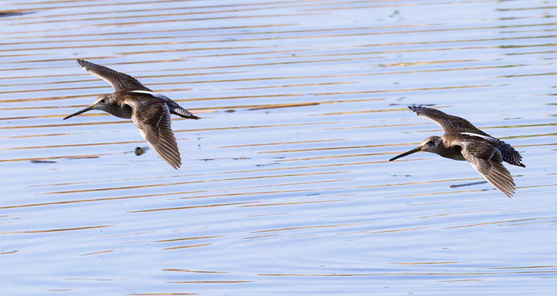 Long-billed Dowitcher Limnodromus scolopaceus 