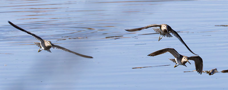 Long-billed Dowitcher Limnodromus scolopaceus 