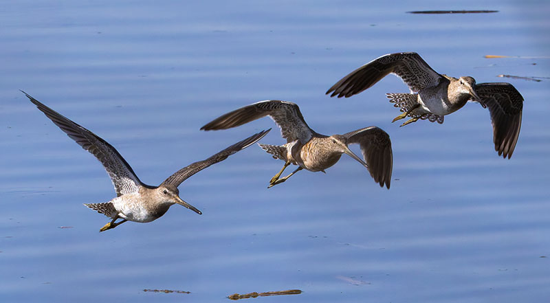 Long-billed Dowitcher Limnodromus scolopaceus 