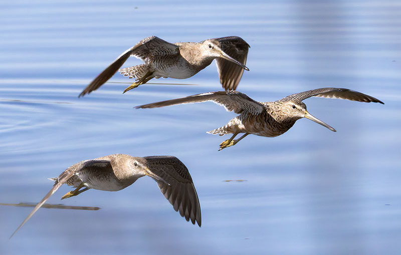 Long-billed Dowitcher Limnodromus scolopaceus 