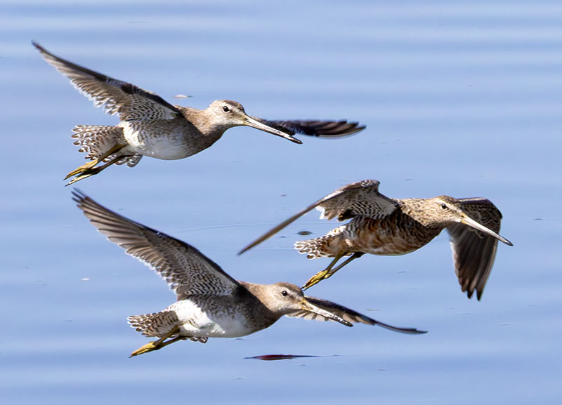 Long-billed Dowitcher Limnodromus scolopaceus 