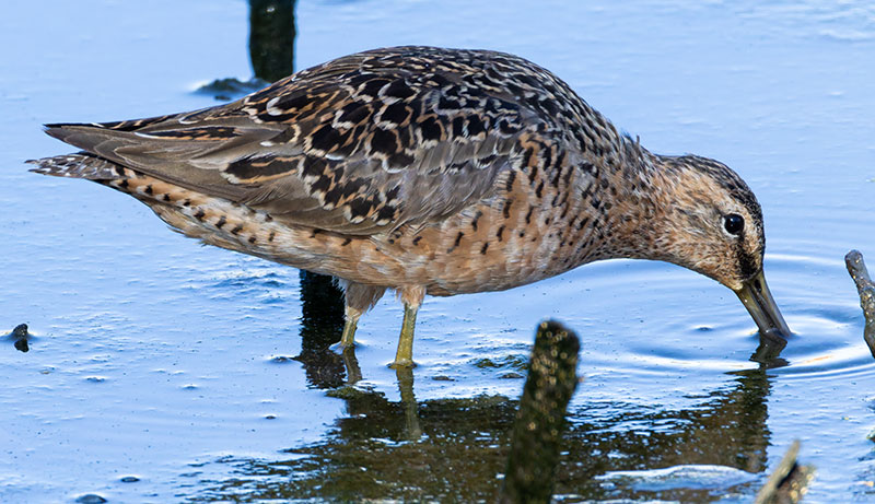 Long-billed Dowitcher Limnodromus scolopaceus 