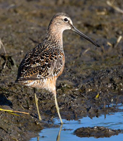 Short-billed Dowitcher Limnodromus griseus  