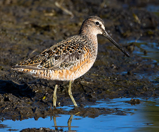 Short-billed Dowitcher Limnodromus griseus  