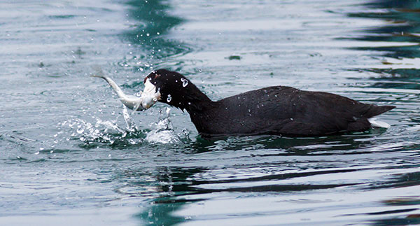 American Coot Fulica americana