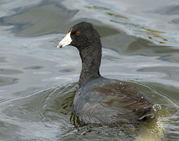American Coot Fulica americana