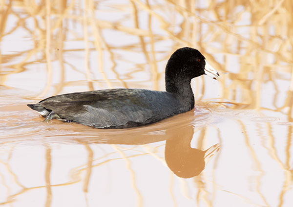 American Coot Fulica americana