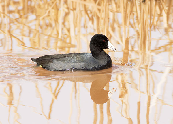 American Coot Fulica americana