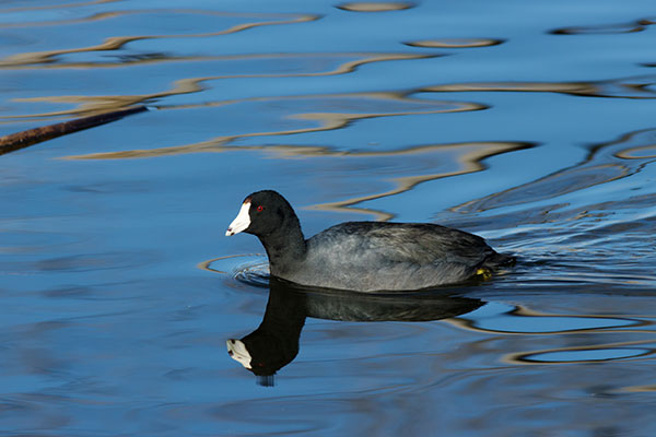 American Coot Fulica americana