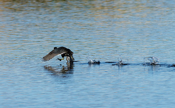 American Coot Fulica americana