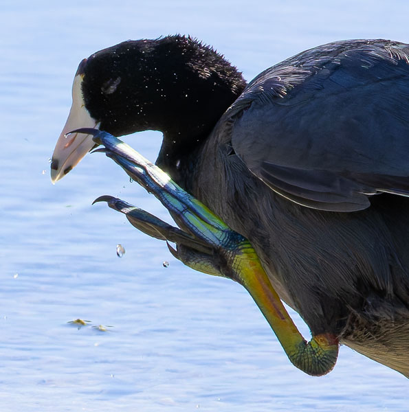 American Coot Fulica americana