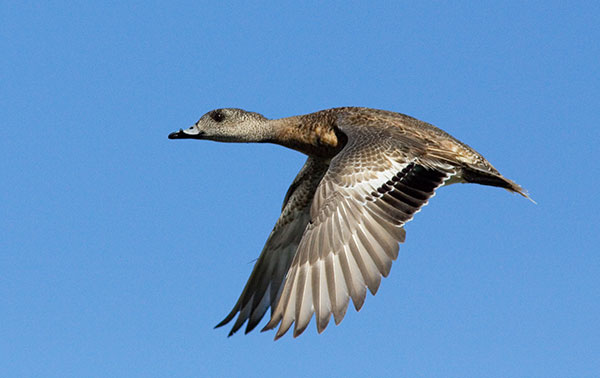 American Wigeon Anas americana 