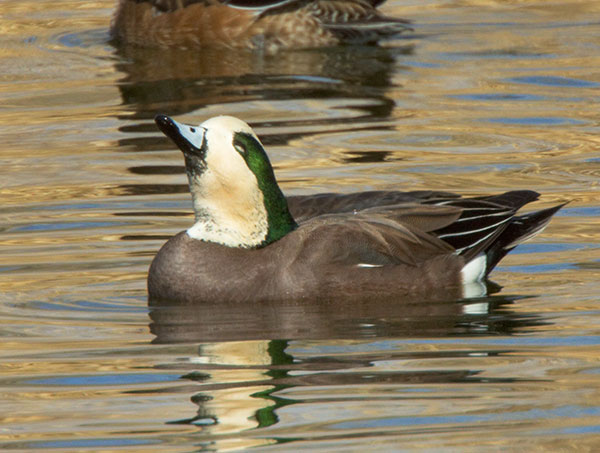 American Wigeon Anas americana 