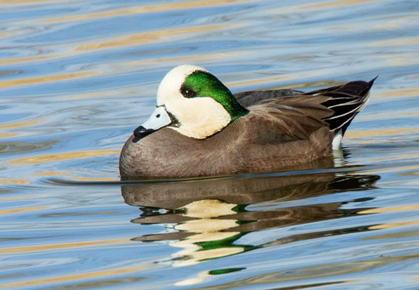 American Wigeon Anas americana 