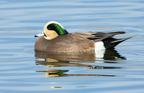 American Wigeon Anas americana 