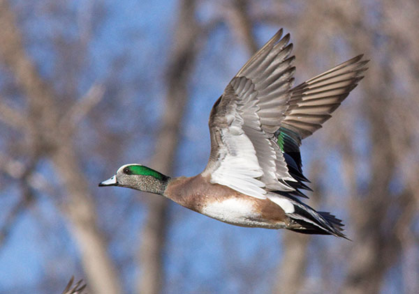 American Wigeon Anas americana 