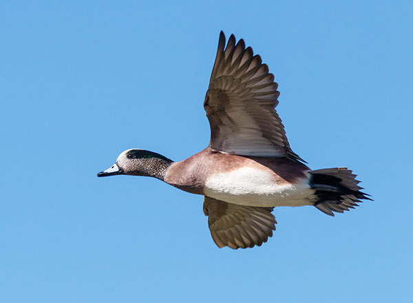 American Wigeon Anas americana 