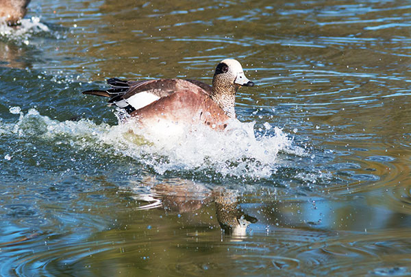 American Wigeon Anas americana 