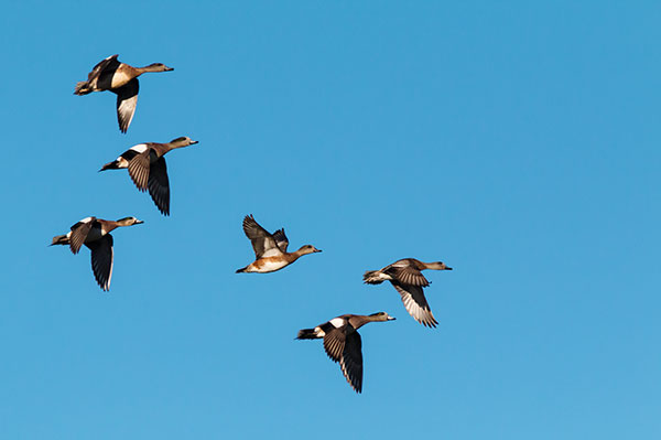 American Wigeon Anas americana 