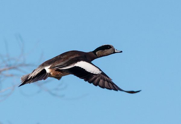 American Wigeon Anas americana 