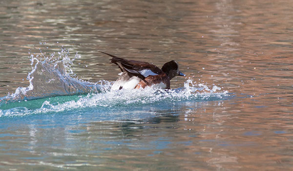 American Wigeon Anas americana 