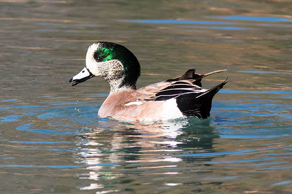 American Wigeon Anas americana 