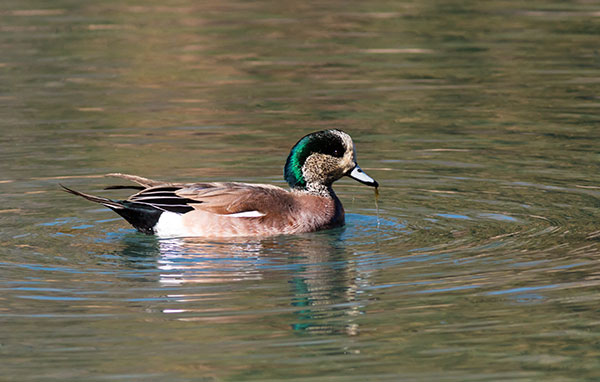 American Wigeon Anas americana 