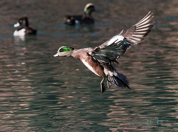 American Wigeon Anas americana 