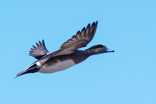 American Wigeon Anas americana 