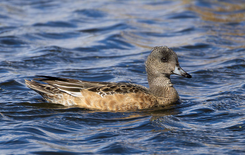 American Wigeon Anas americana 