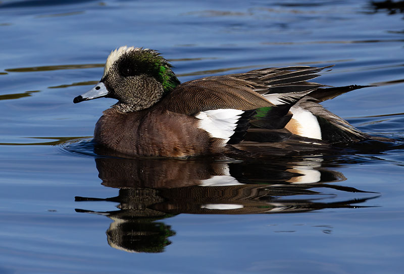 American Wigeon Anas americana 