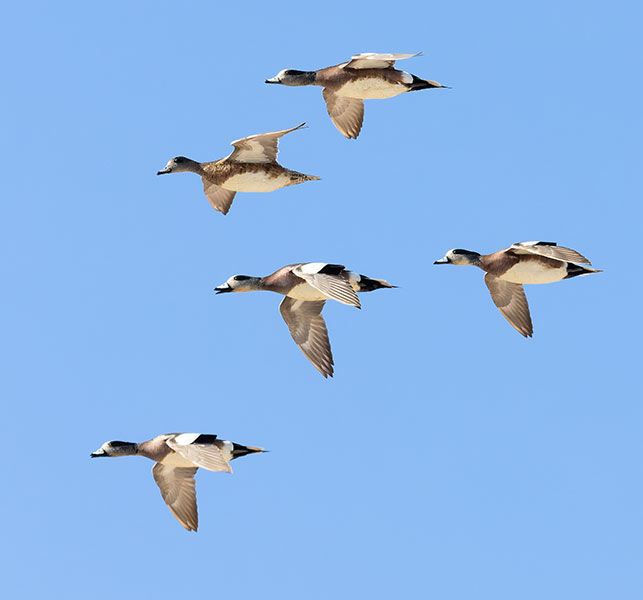 American Wigeon Anas americana 