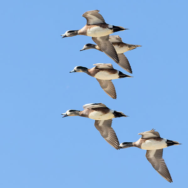 American Wigeon Anas americana 
