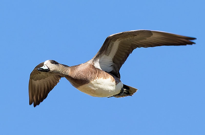 American Wigeon Anas americana 