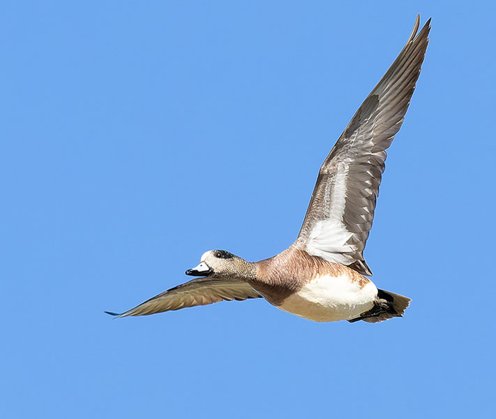 American Wigeon Anas americana 